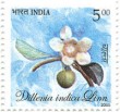 Indian Postage Stamp on A Commemorative  Dillenia Indica Linn (dilleniaceae)