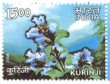 Indian Postage Stamp on Kurinji    Denomination  Inr 15.00