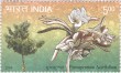 Indian Postage Stamp on Pterospermum Acerifolium